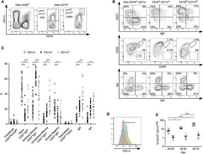 CD11c+ B Cells Are Mainly Memory Cells, Precursors of Antibody Secreting Cells in Healthy Donors